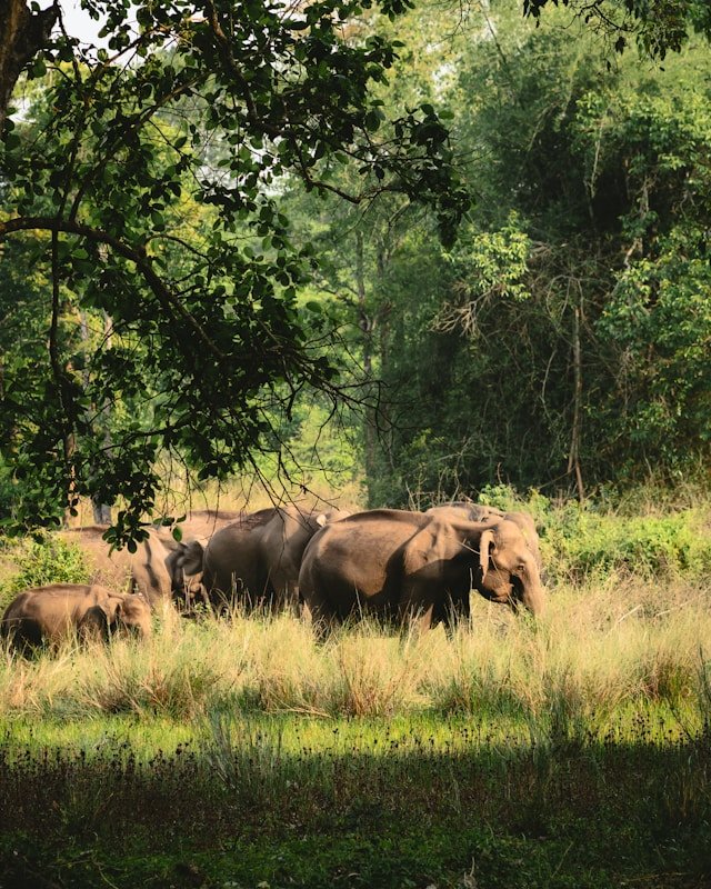 Jungle Safari